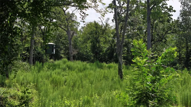 a view of a lush green forest