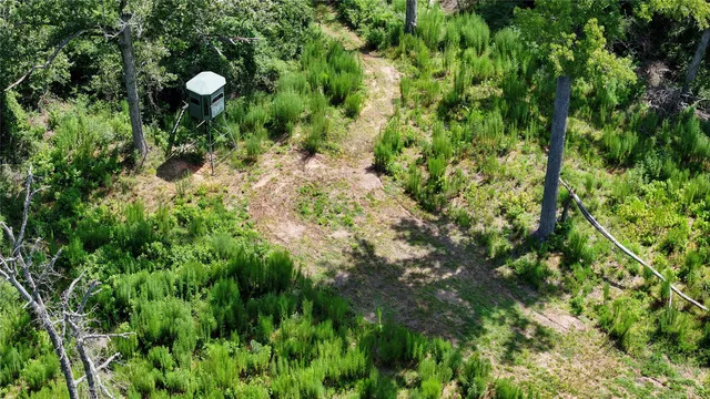 a view of a plant in a garden