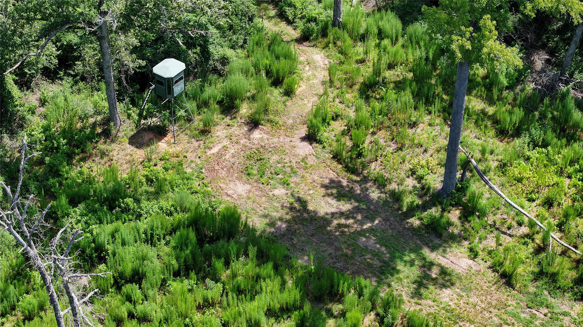 6454 Highway 79 Buffalo, TX 75831 - Photo 13 of 15 a view of a plant in a garden