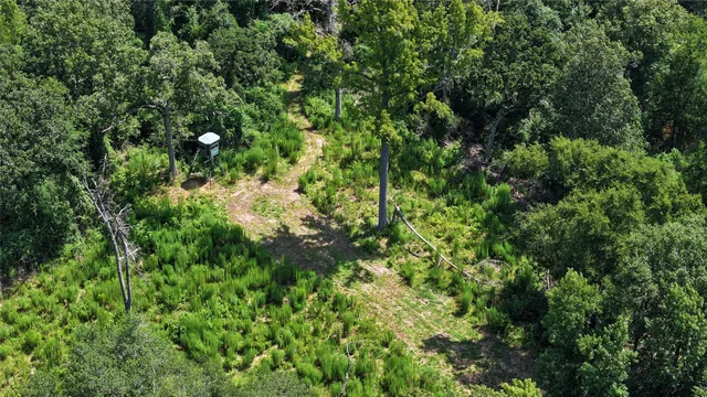 a view of a lush green forest