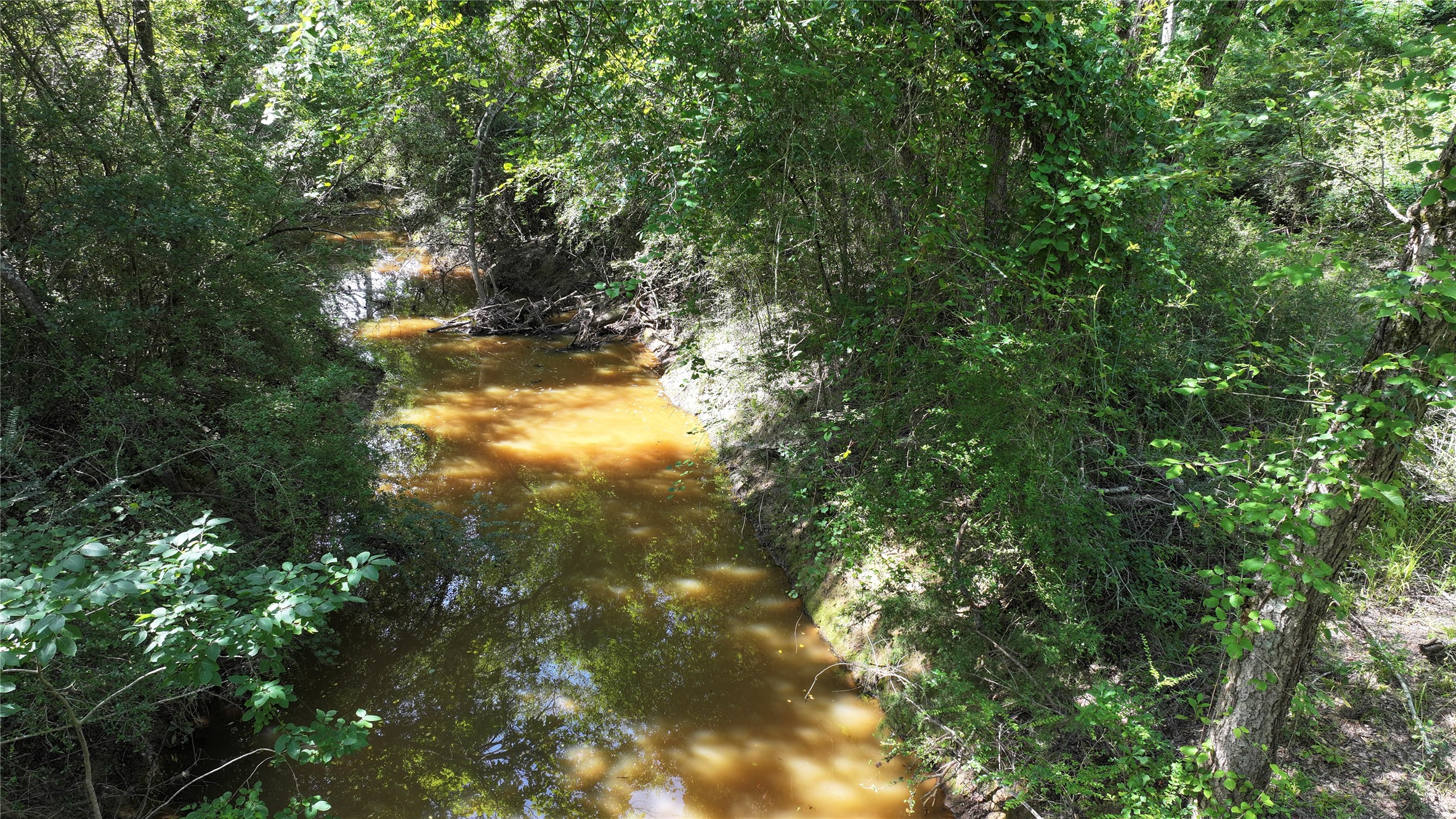 6454 Highway 79 Buffalo, TX 75831 - Photo 9 of 15 a view of a tree in a yard
