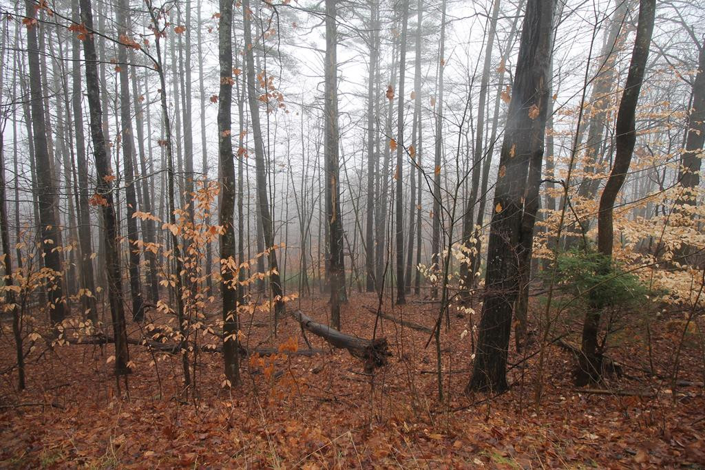 290 Brainards Forge Road Westport, NY 12993 - Photo 27 of 28 Gallery Image 27