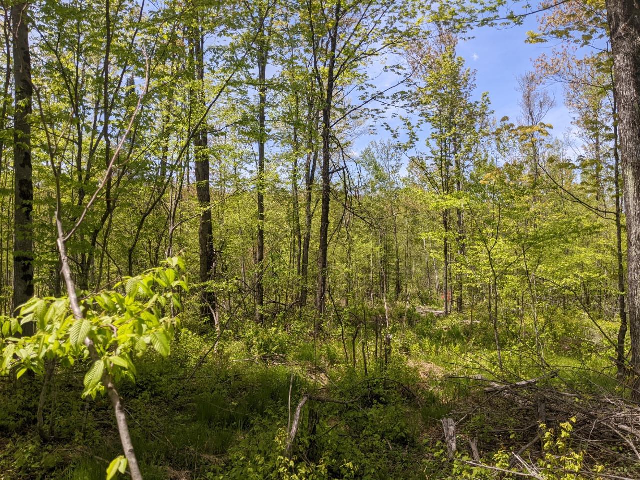 W3068 Wilson Road Glen Flora, WI 54526 - Photo 50 of 61 Gallery Image 50