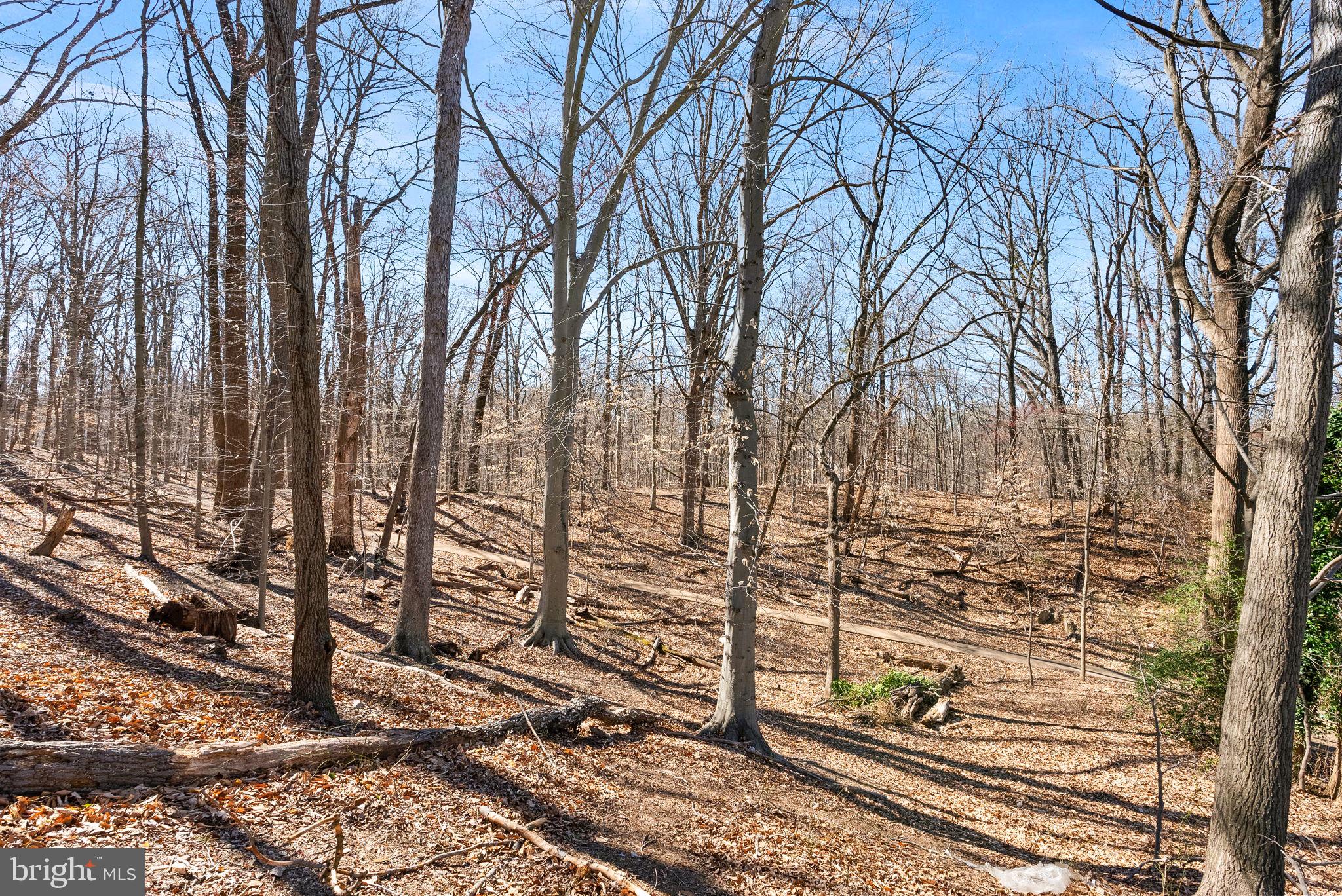 4119 27th Road North Arlington, VA 22207 - Photo 46 of 53 Full park to play in