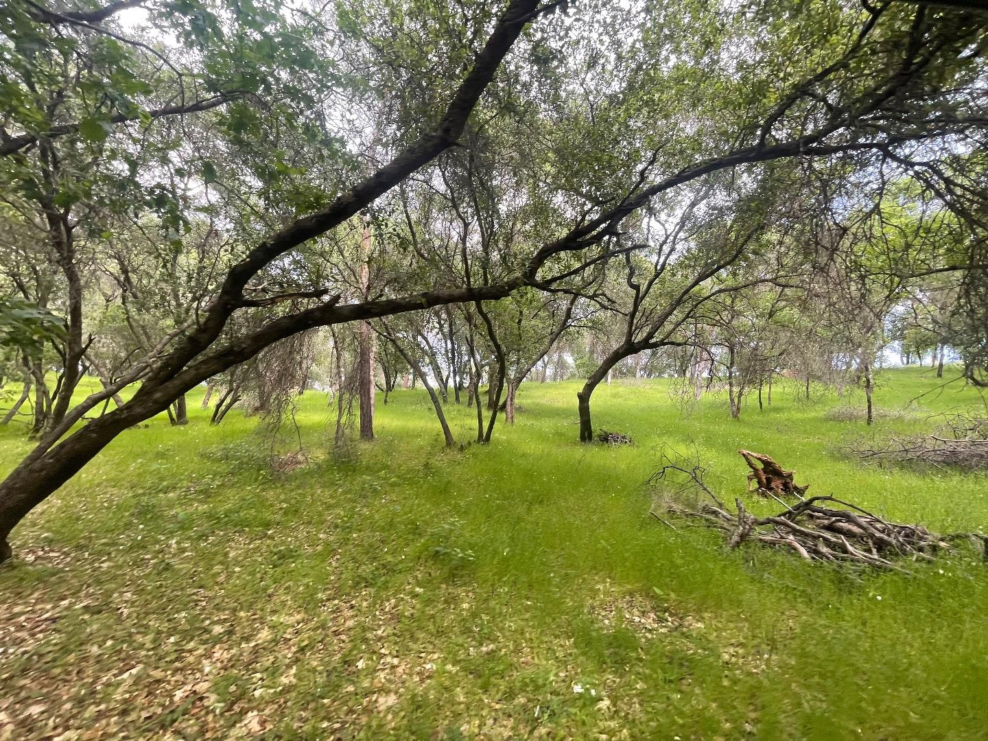 0 Avacado Road Oroville, CA 95966 - Photo 11 of 19 a view of an trees with a yard