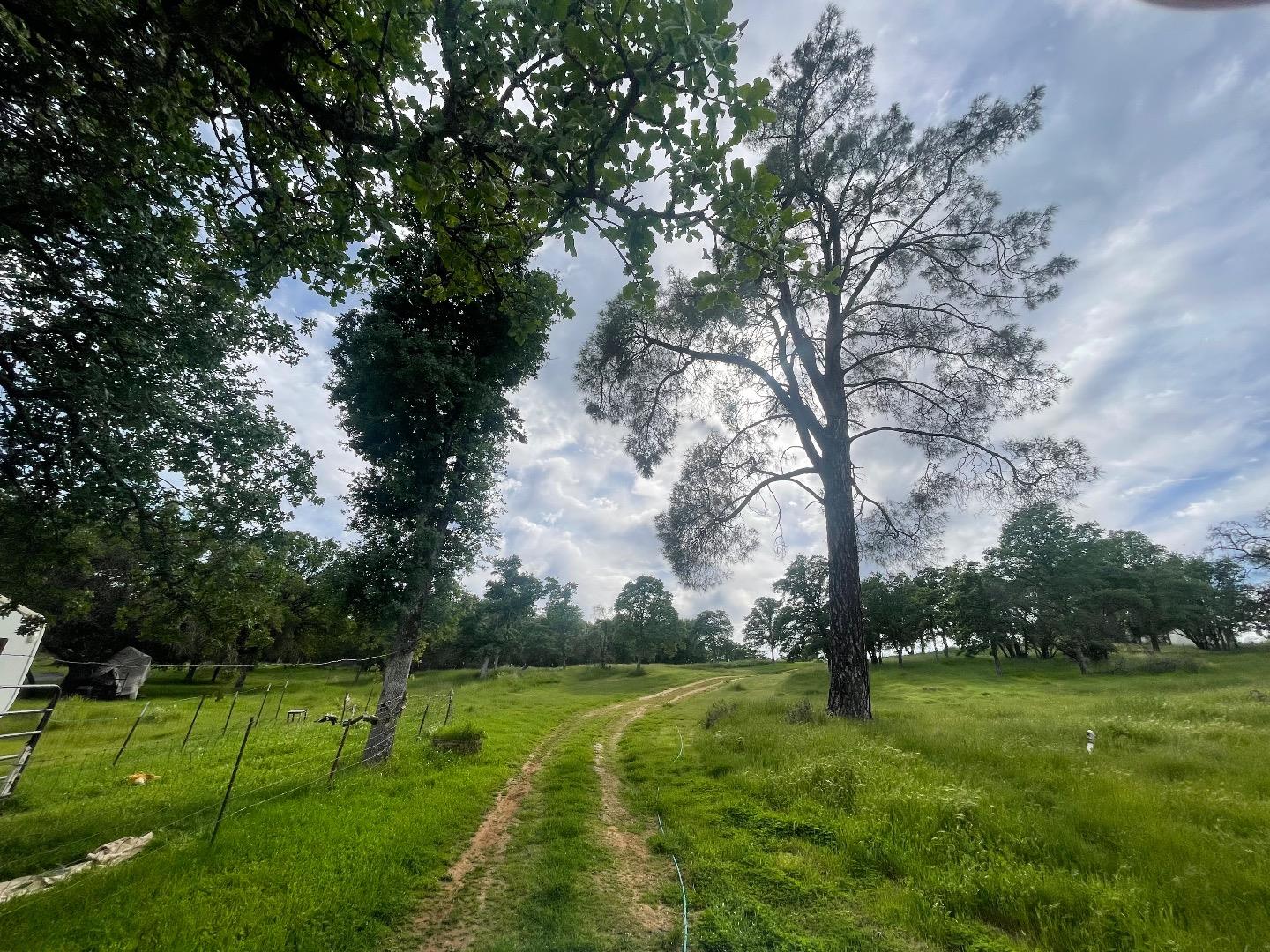 0 Avacado Road Oroville, CA 95966 - Photo 13 of 19 a view of field with tall trees