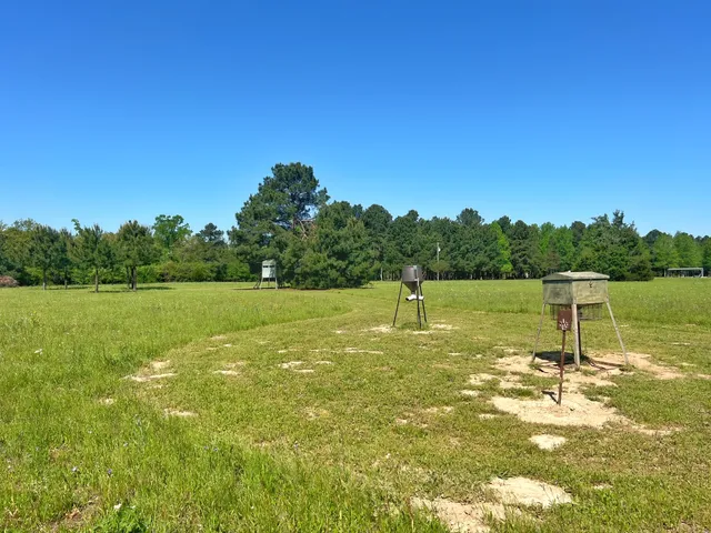 a view of a field with a tree