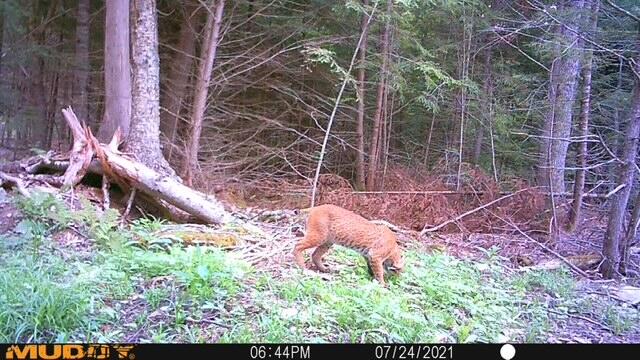 M12-l22-23 Merrill Road Stetson, ME 04488 - Photo 35 of 48 35