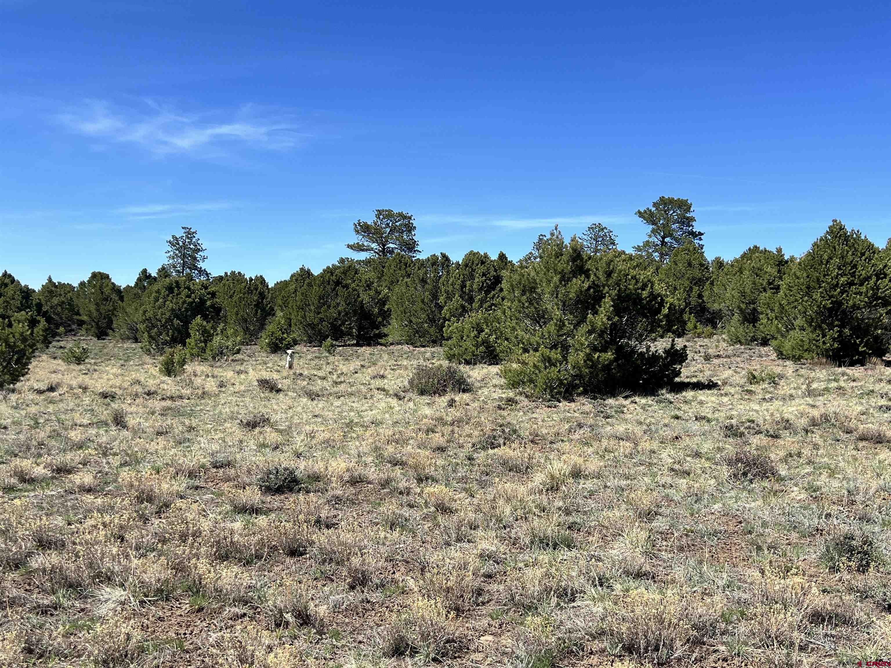 Tbd Canyon Drive Ridgway, CO 81432 - Photo 11 of 26 a view of a dry yard with trees