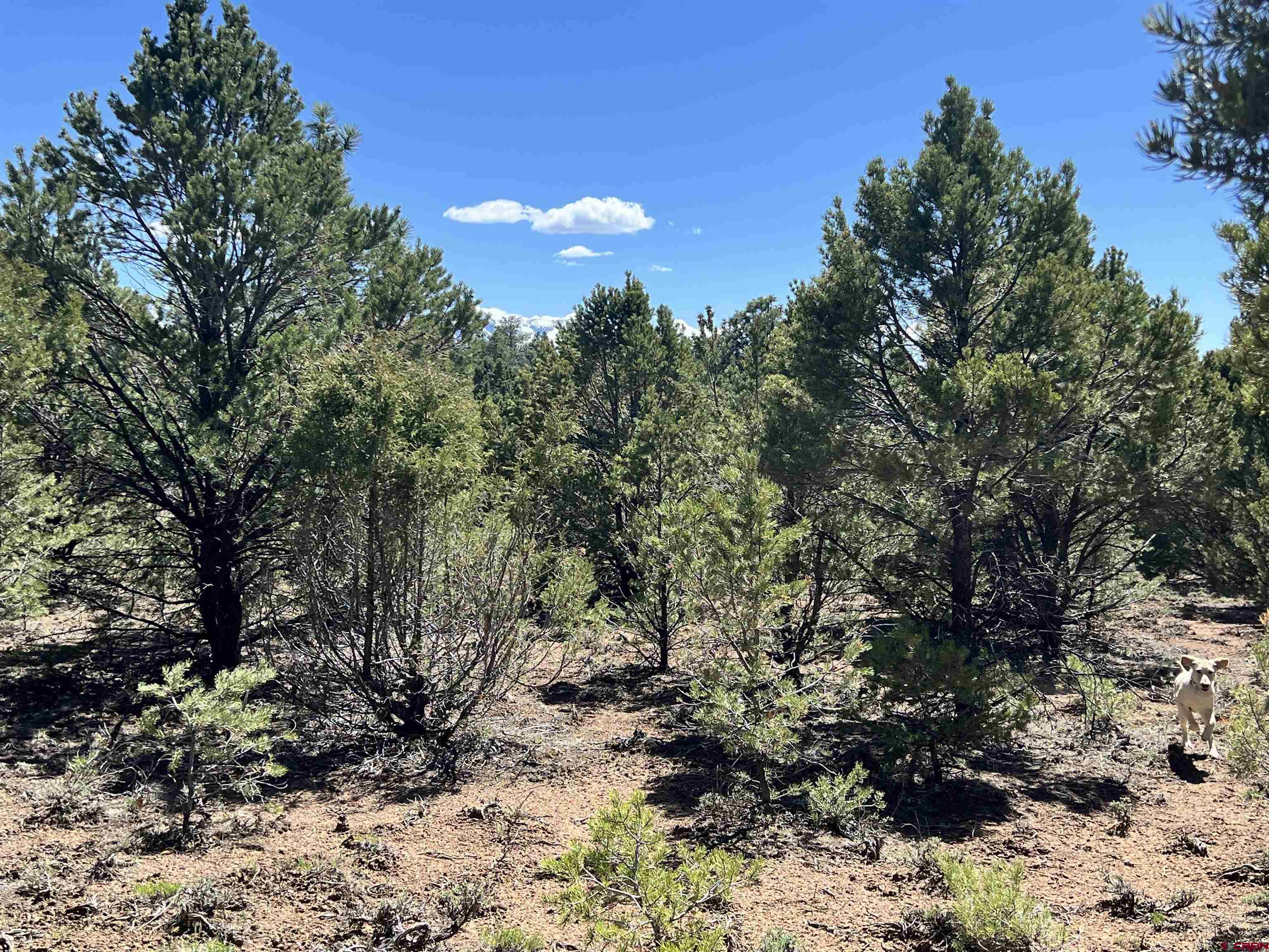 Tbd Canyon Drive Ridgway, CO 81432 - Photo 17 of 26 a view of a large yard with lots of plants and trees