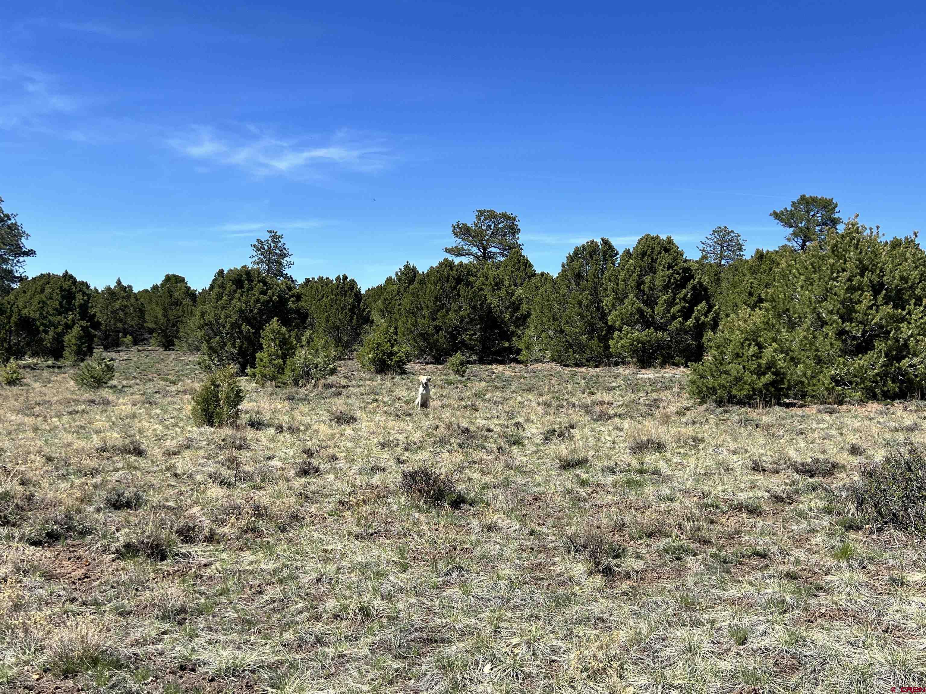 Tbd Canyon Drive Ridgway, CO 81432 - Photo 20 of 26 a view of a dry yard with trees