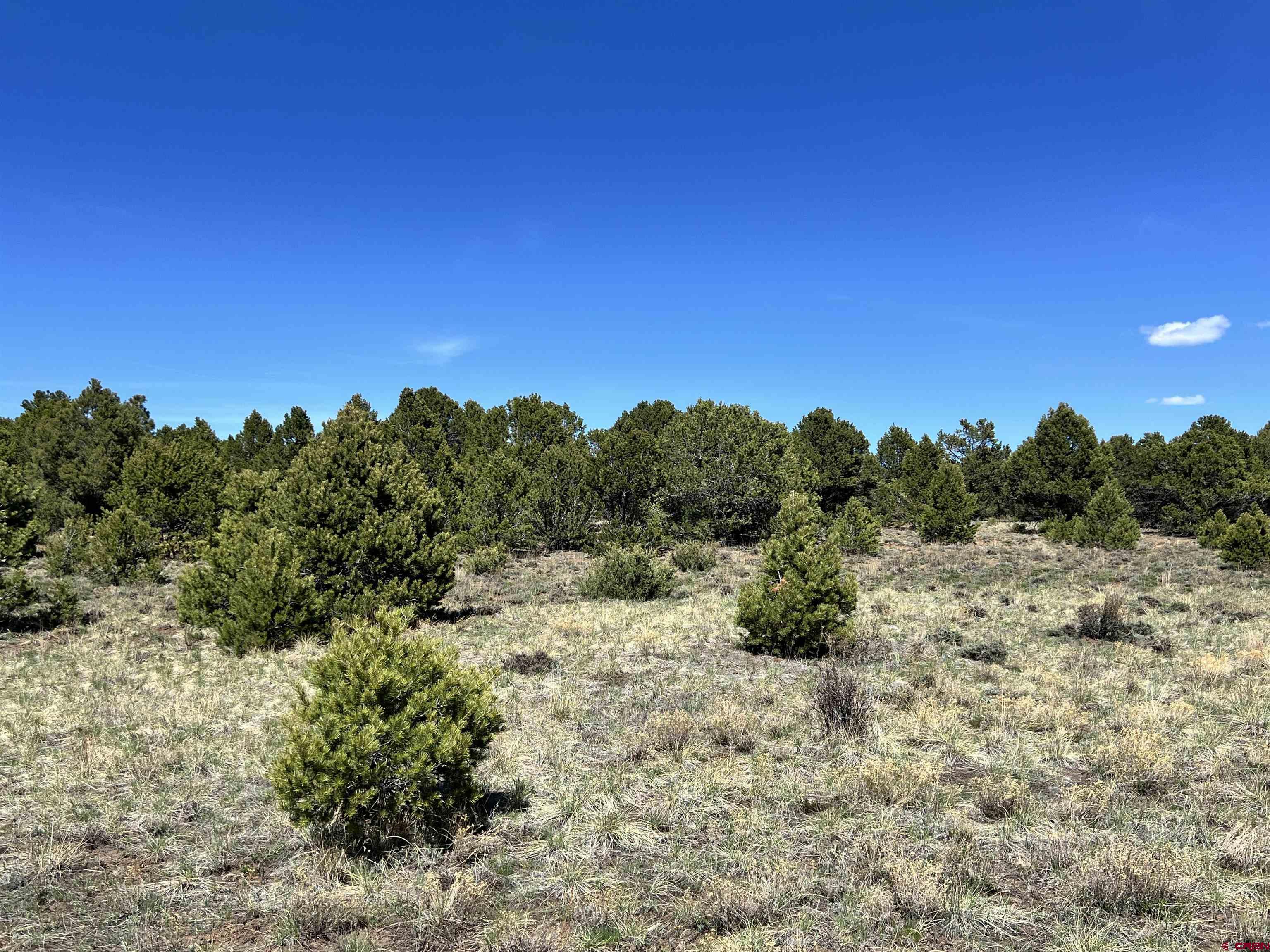 Tbd Canyon Drive Ridgway, CO 81432 - Photo 22 of 26 a view of a dry yard with trees