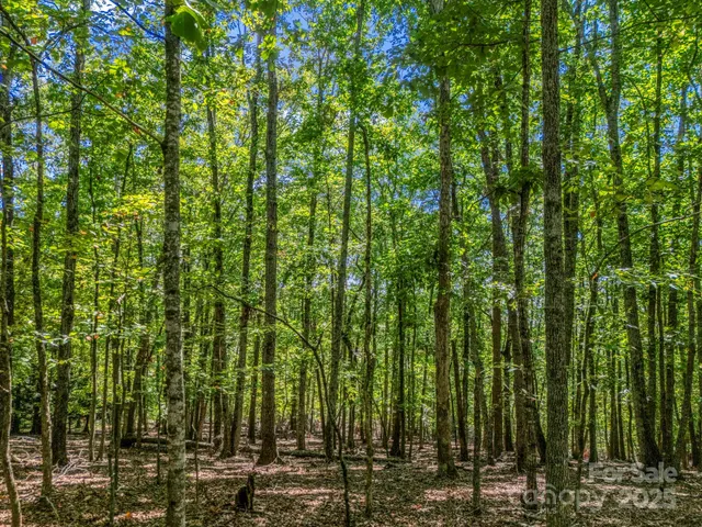 a view of a yard with plants and large trees