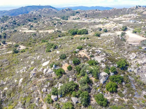 a view of a forest with a tree