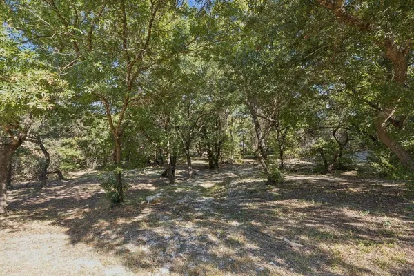 a view of a forest with trees in the background