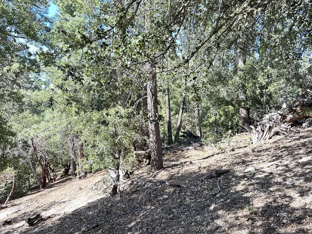 a view of a forest with trees in the background