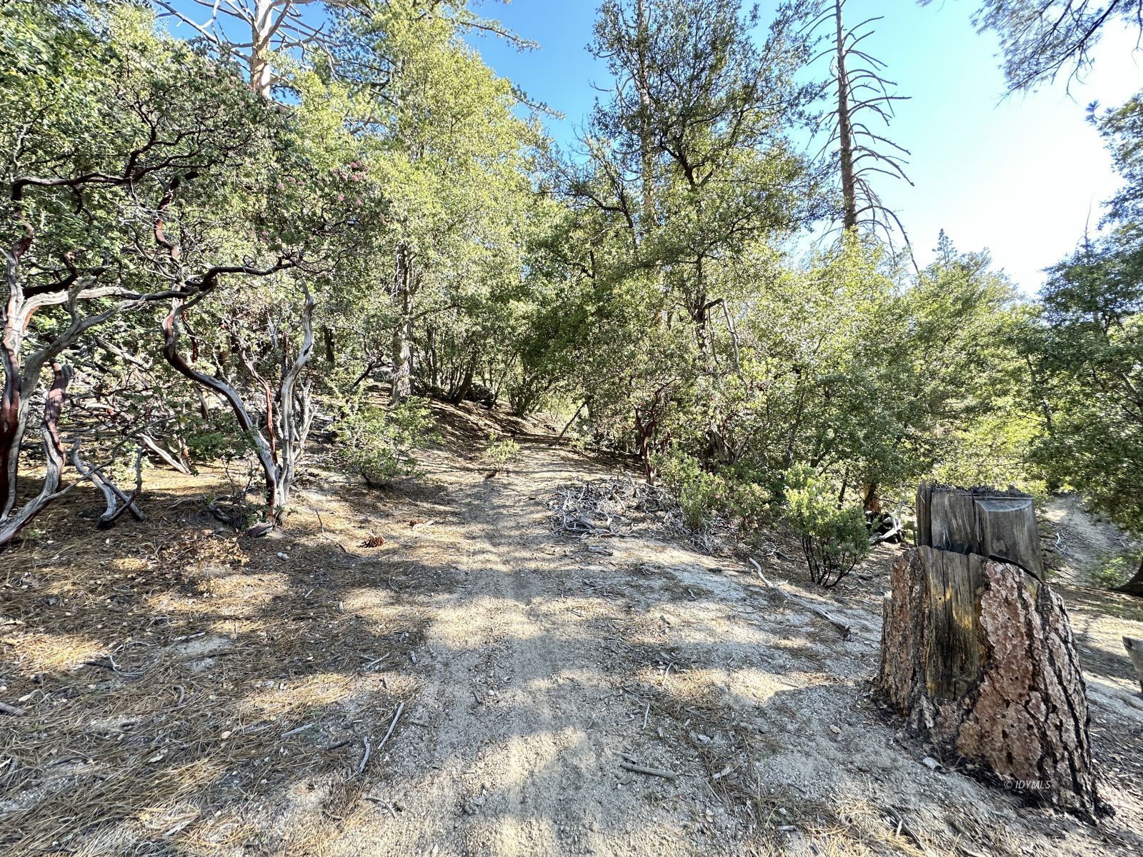 Mountain View Idyllwild, CA 92549 - Photo 14 of 15 a view of a yard with plants and trees
