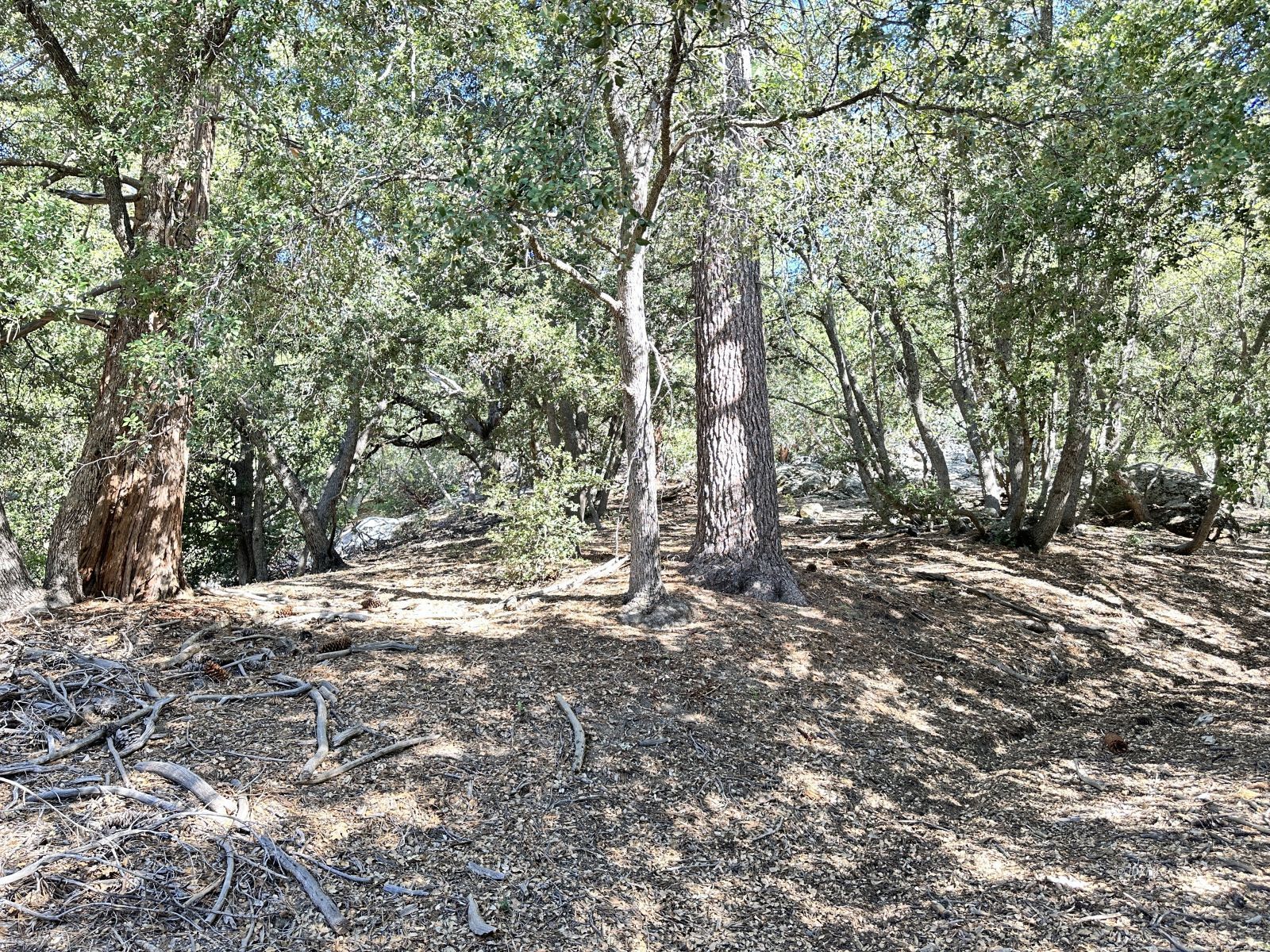 Mountain View Idyllwild, CA 92549 - Photo 15 of 15 a view of a forest with trees