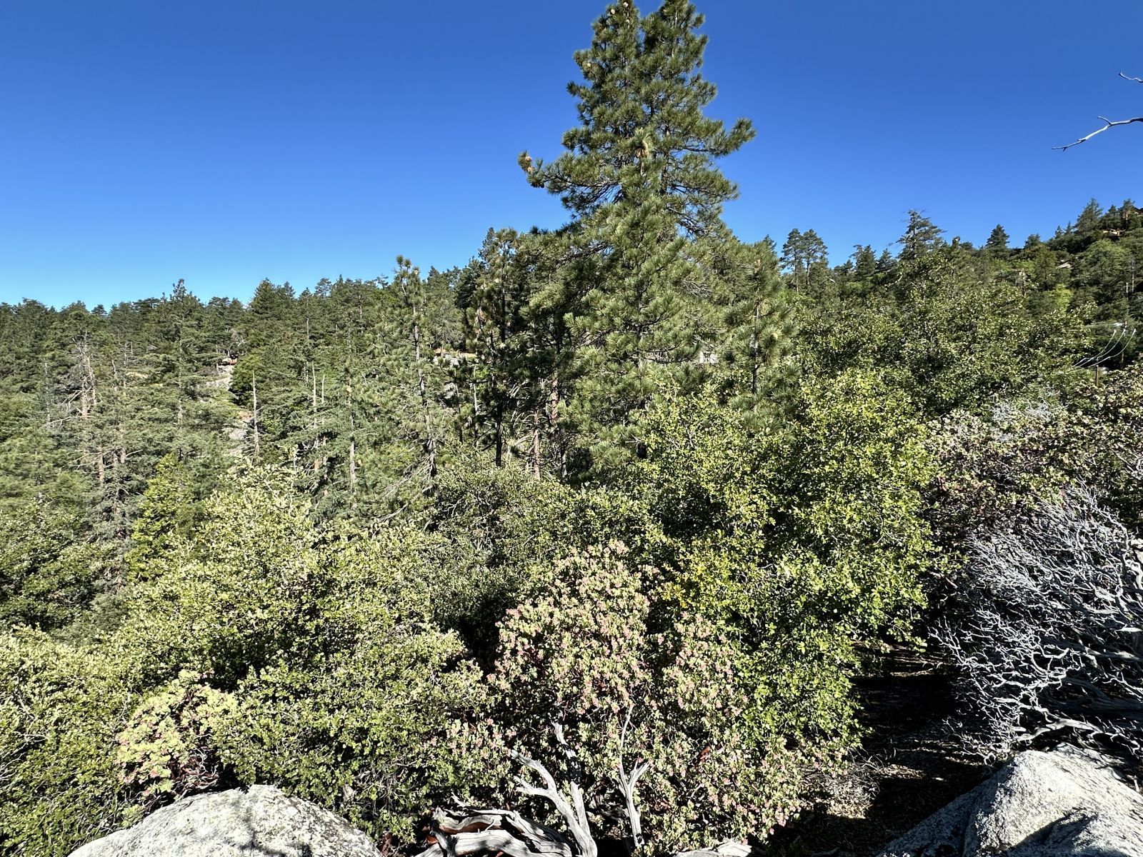 Mountain View Idyllwild, CA 92549 - Photo 3 of 15 a view of a green field