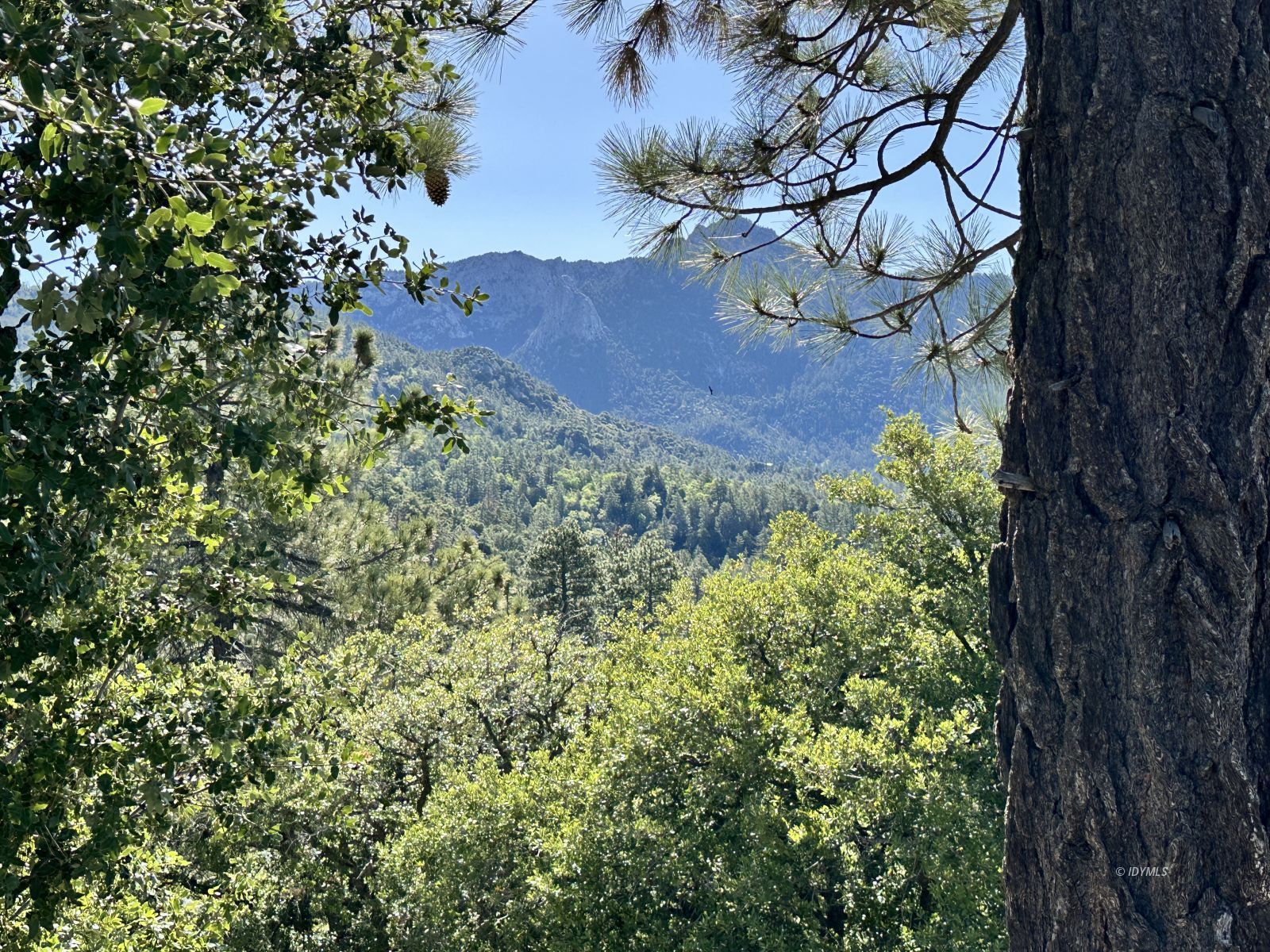 Mountain View Idyllwild, CA 92549 - Photo 4 of 15 a view of a tree in a yard