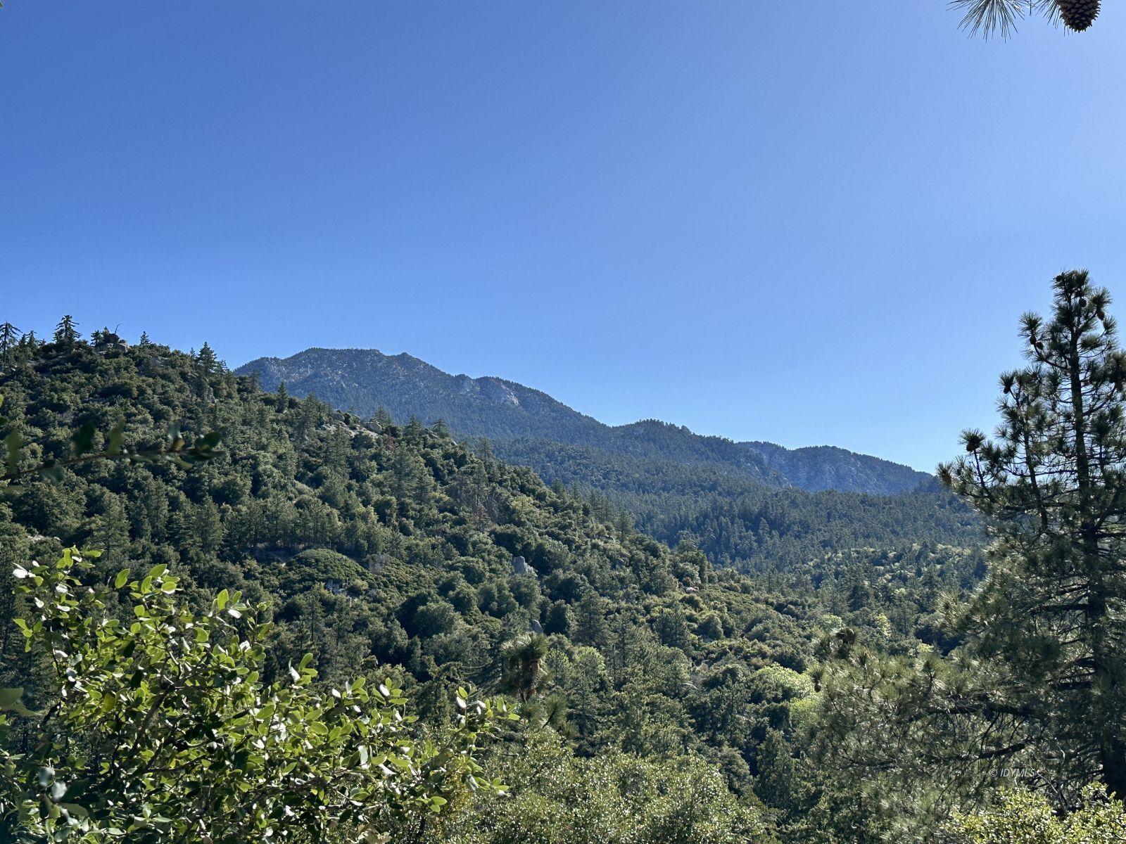 Mountain View Idyllwild, CA 92549 - Photo 7 of 15 a view of a lush green field with a tree in the background
