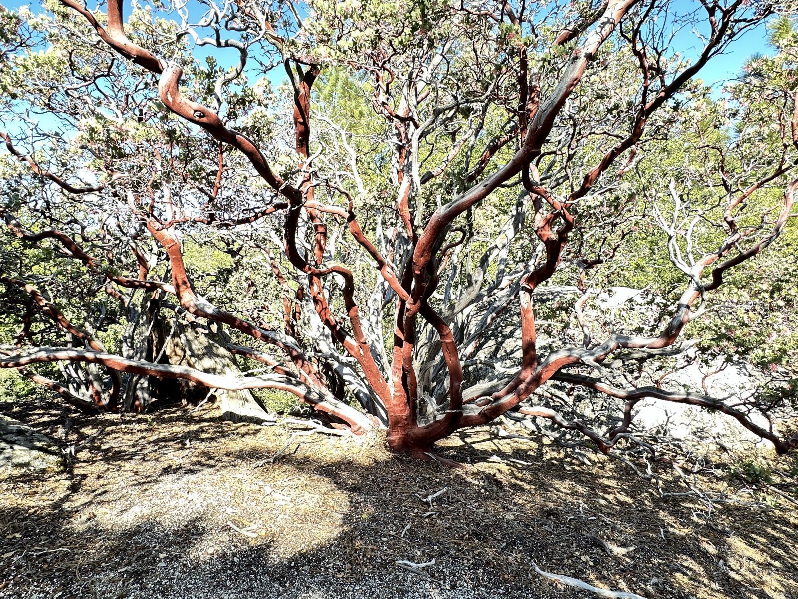 Mountain View Idyllwild, CA 92549 - Photo 8 of 15 a view of tree