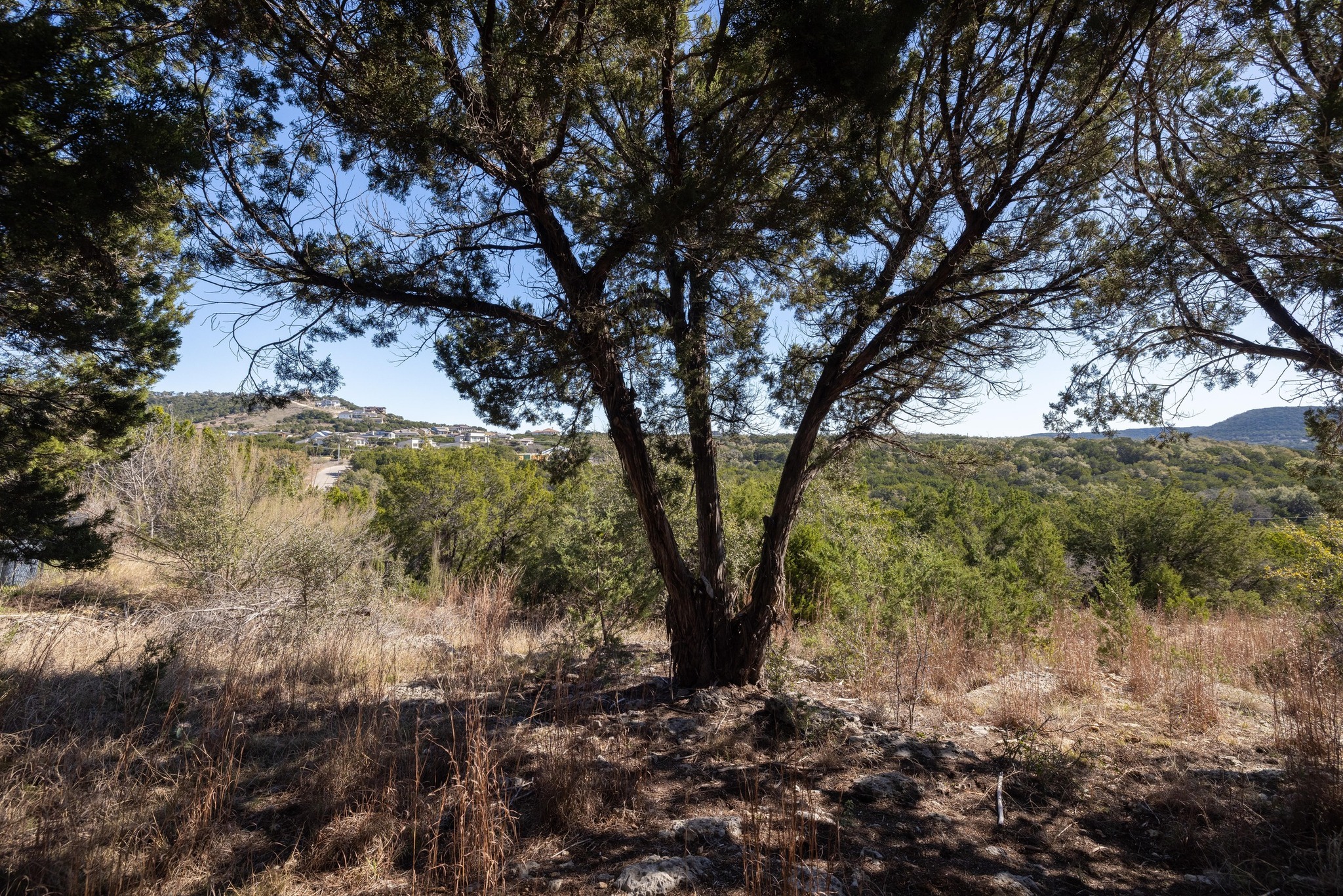 8209 Moon Rise Trail Jonestown, TX 78645 - Photo 4 of 7 a view of a forest with a tree