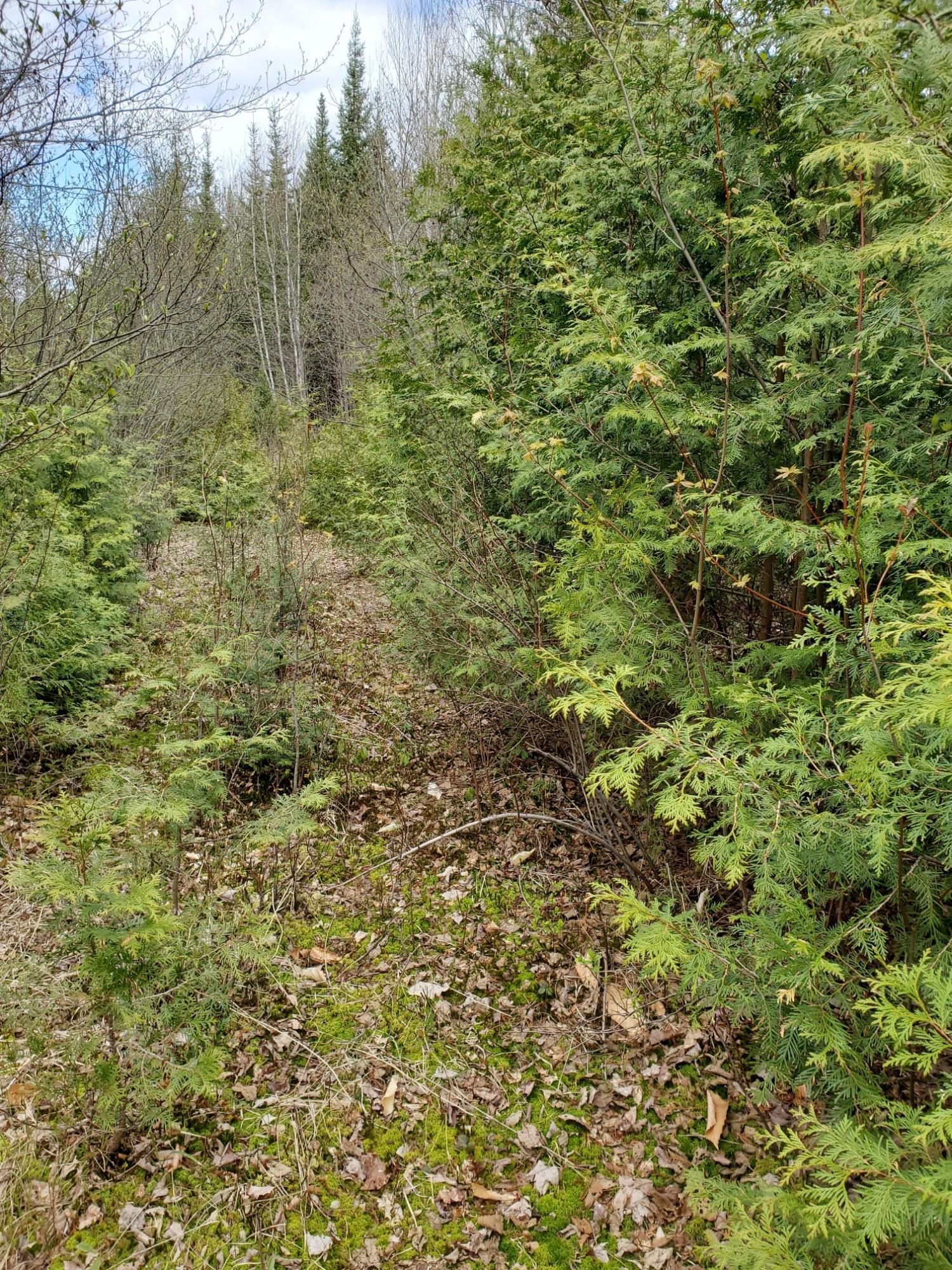 Lot 14 New Streme Wesley, ME 04686 - Photo 28 of 45 spur road 4 growing over