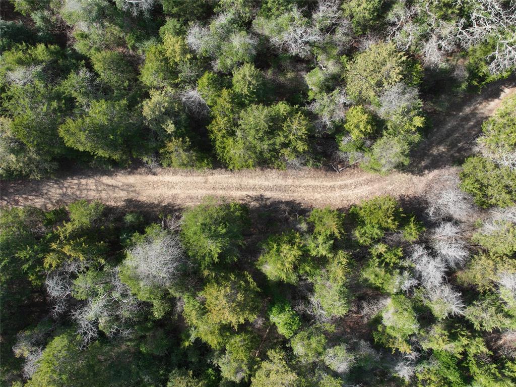 154 Quitman Tx 75783 Quitman, TX 75783 - Photo 7 of 33 a view of a forest with a tree
