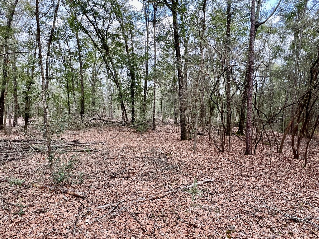16.8-ac Mound Road Black, AL 36314 - Photo 6 of 17