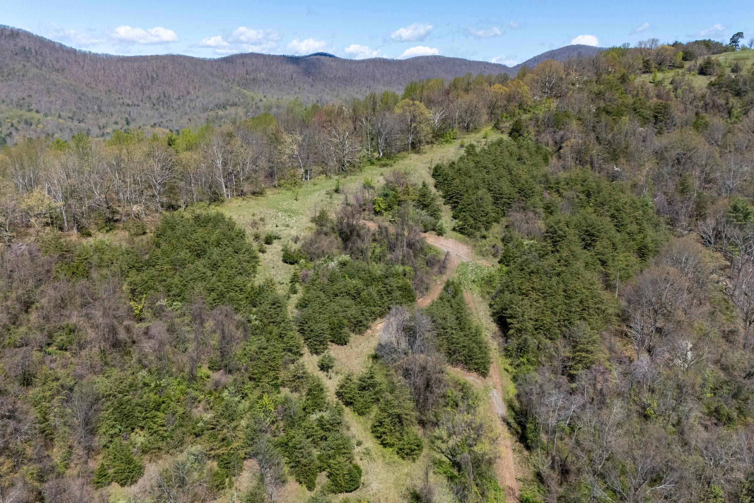 Off Jollett Road Elkton, VA 22827 - Photo 19 of 65 a view of a forest with mountains in the background