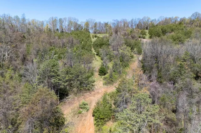 a view of a forest with a yard