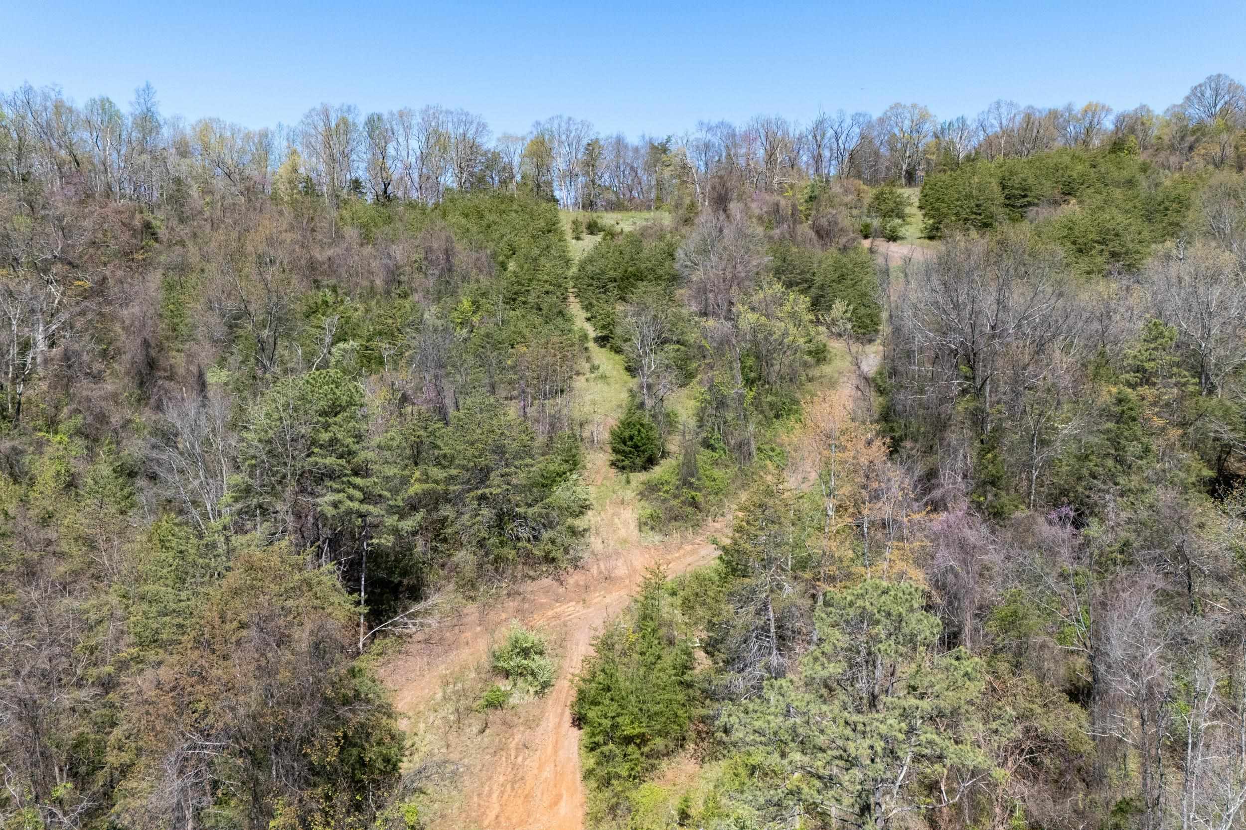 Off Jollett Road Elkton, VA 22827 - Photo 23 of 65 a view of a forest with trees in the background