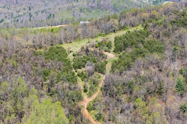 a view of a forest with trees in the background