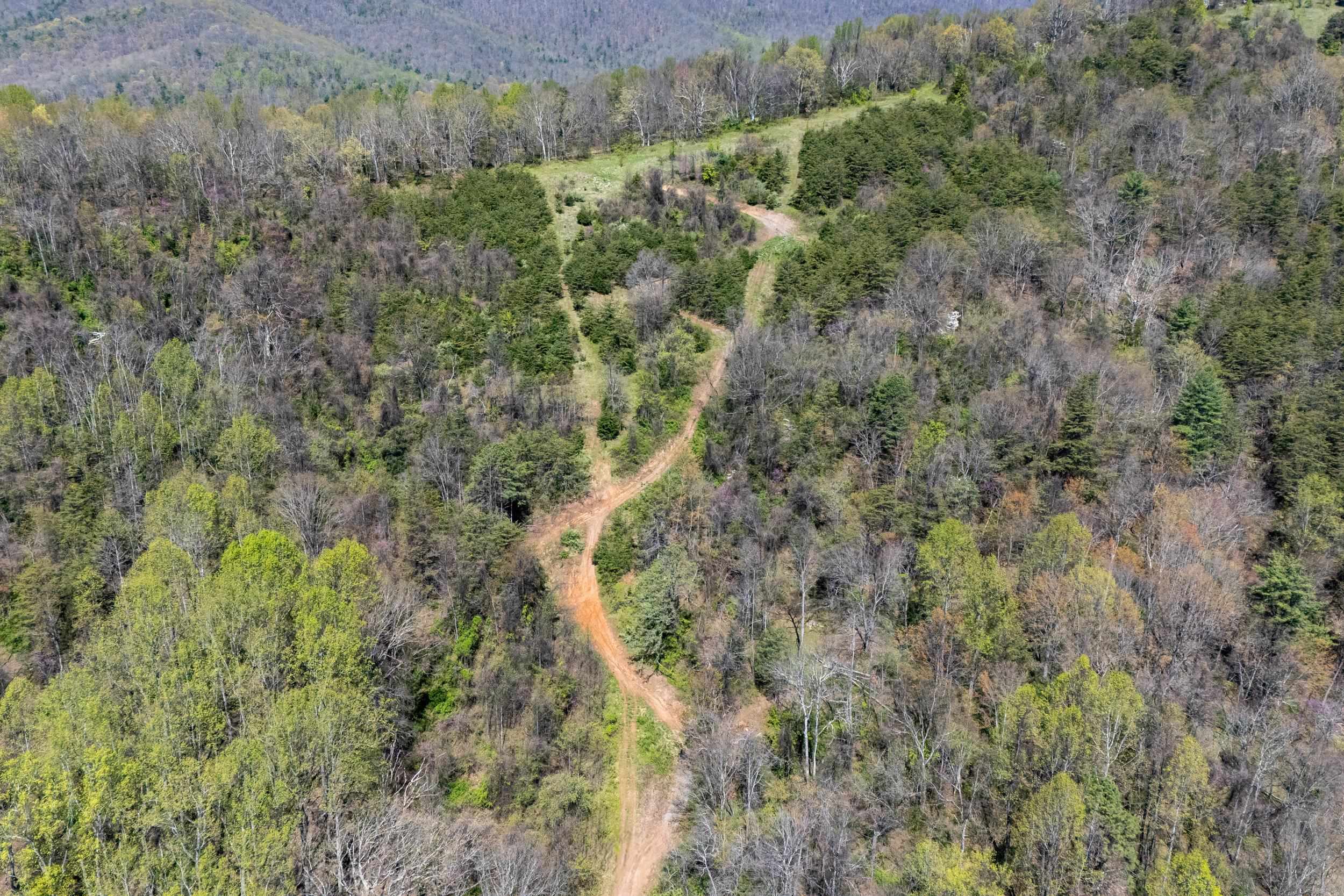 Off Jollett Road Elkton, VA 22827 - Photo 25 of 65 a view of a forest with a street