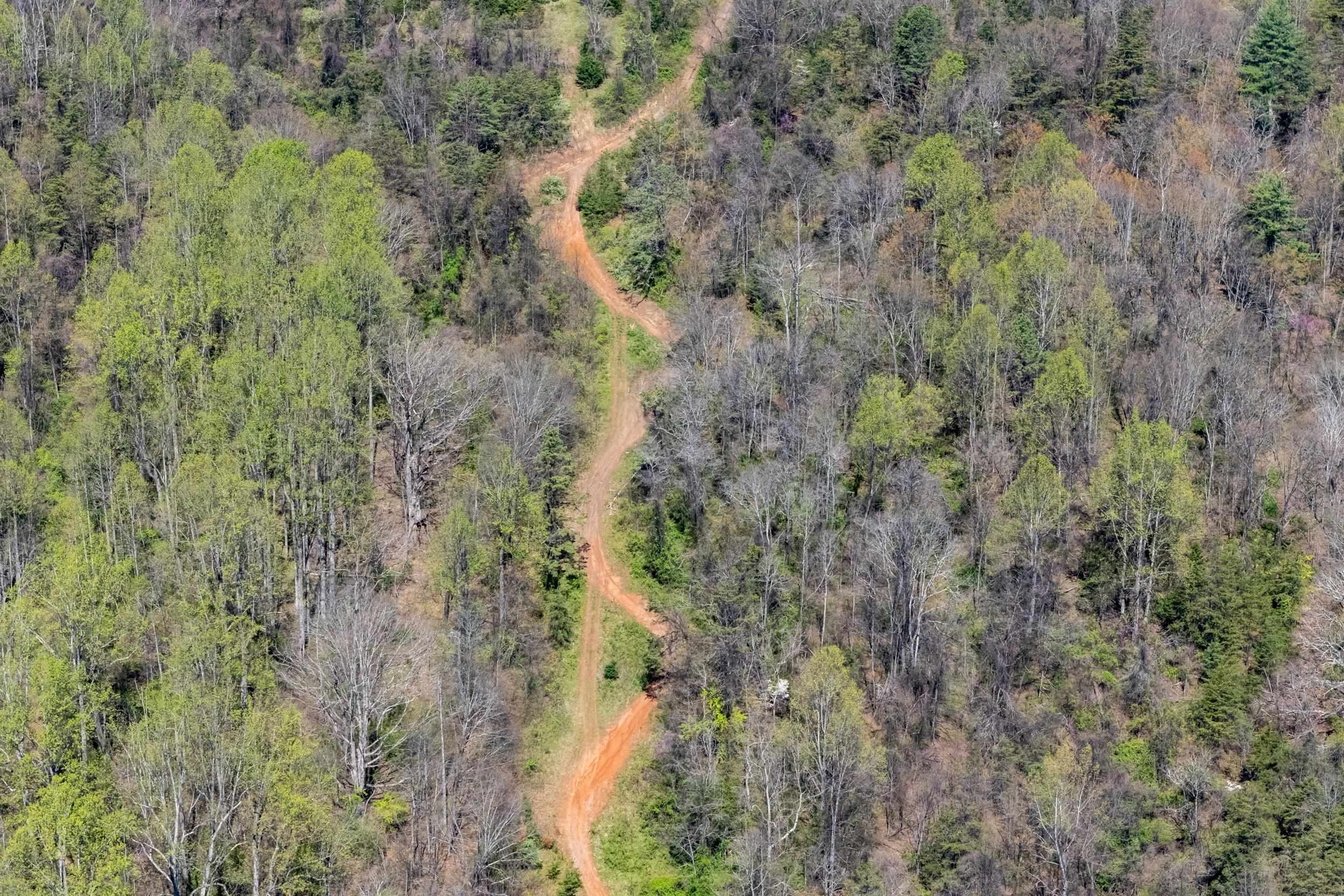 Off Jollett Road Elkton, VA 22827 - Photo 28 of 65 a view of a forest with a yard