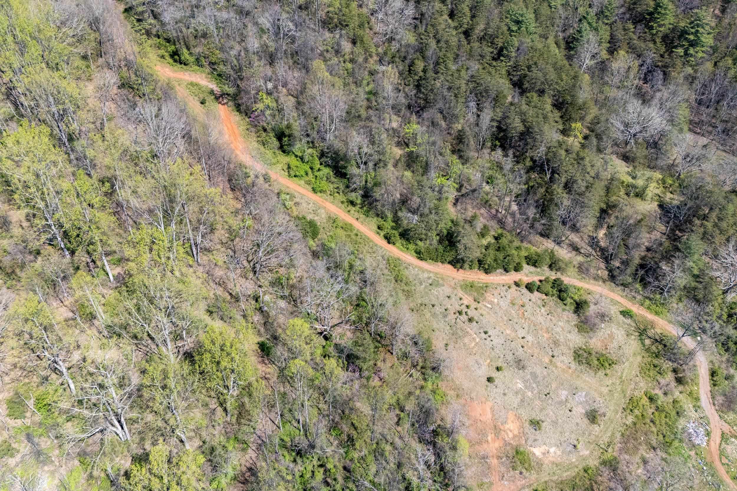 Off Jollett Road Elkton, VA 22827 - Photo 30 of 65 a view of a forest with a tree