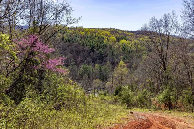 a view of a yard with large trees