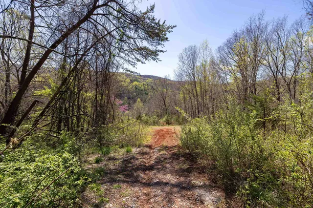 a view of a lush green forest with mountains in the background