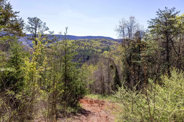a view of flowers in bunch