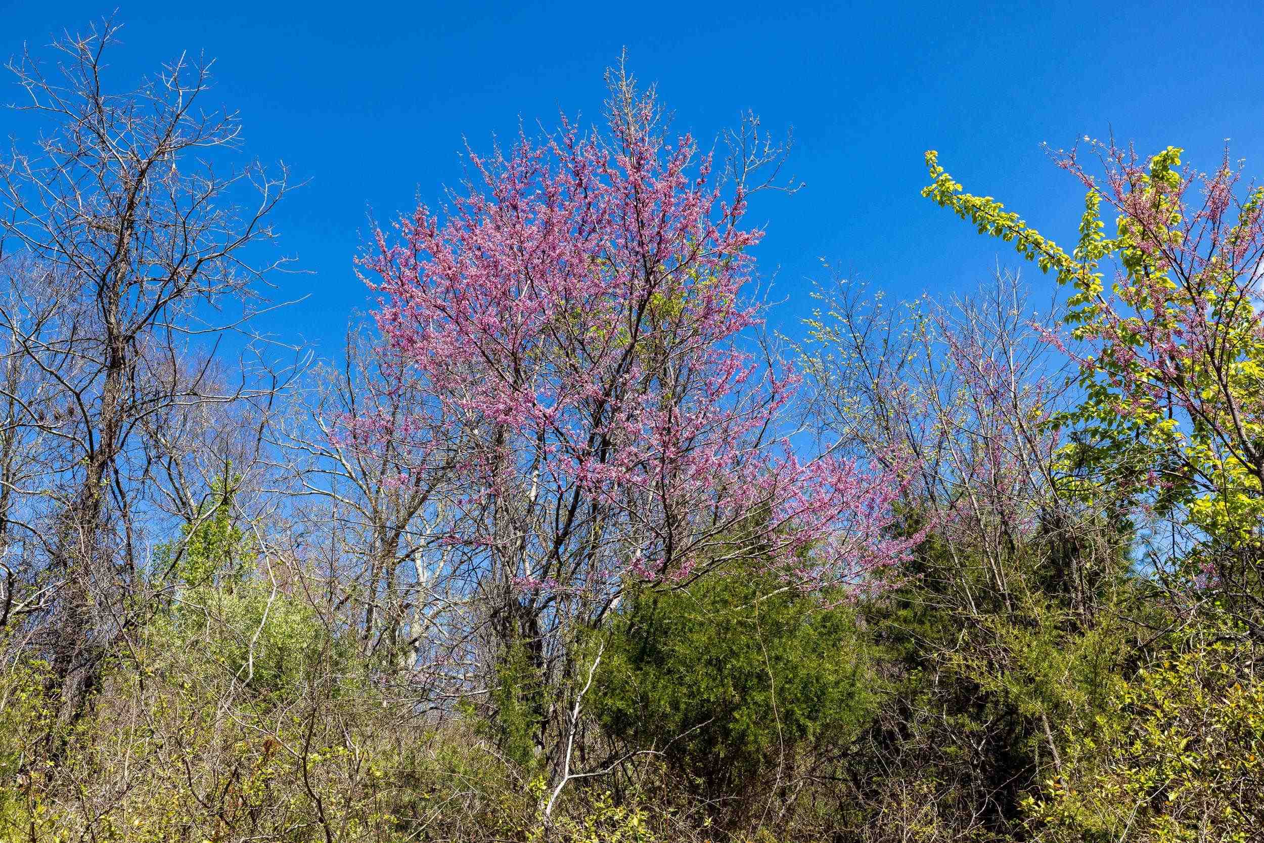 Off Jollett Road Elkton, VA 22827 - Photo 63 of 65