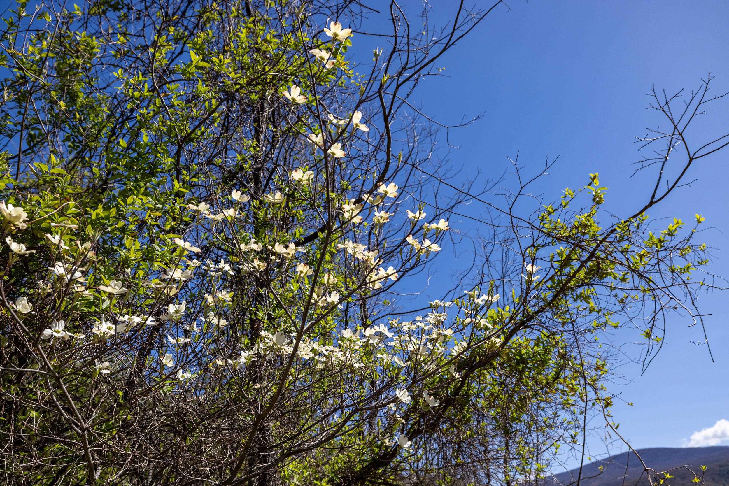 Off Jollett Road Elkton, VA 22827 - Photo 64 of 65 a view of flowers in bunch