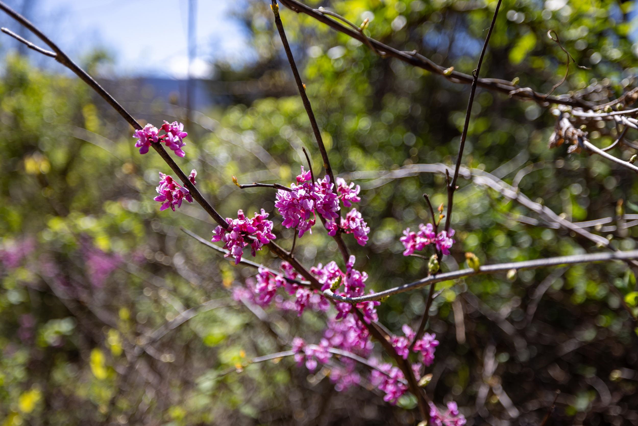 Off Jollett Road Elkton, VA 22827 - Photo 65 of 65