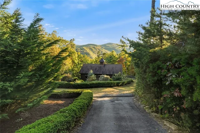 a view of a yard with plants and large trees
