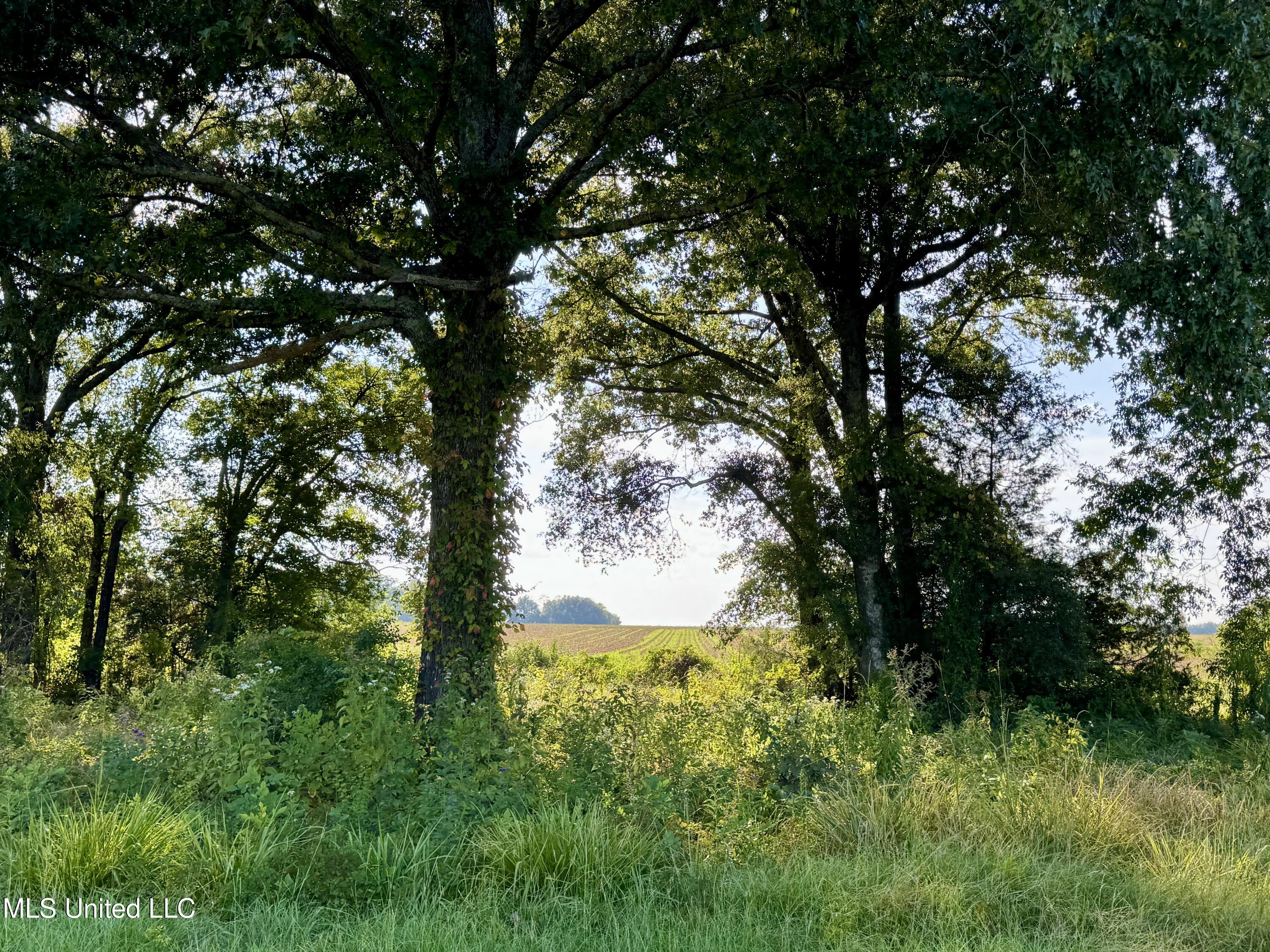 987 Sandhill Lena, MS 39094 - Photo 6 of 8 IMG_0284