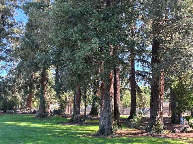 a view of a yard with large trees