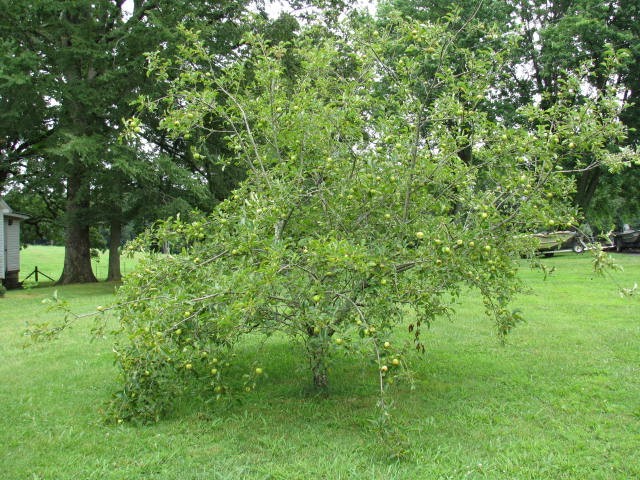 626 Pond Road Dickson, TN 37055 - Photo 18 of 19 Gallery Image 18