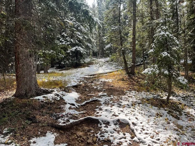 a view of a forest with trees