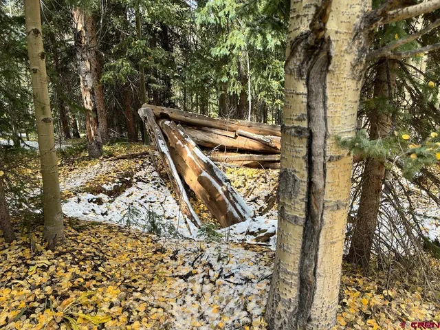 a view of a yard with plants and trees