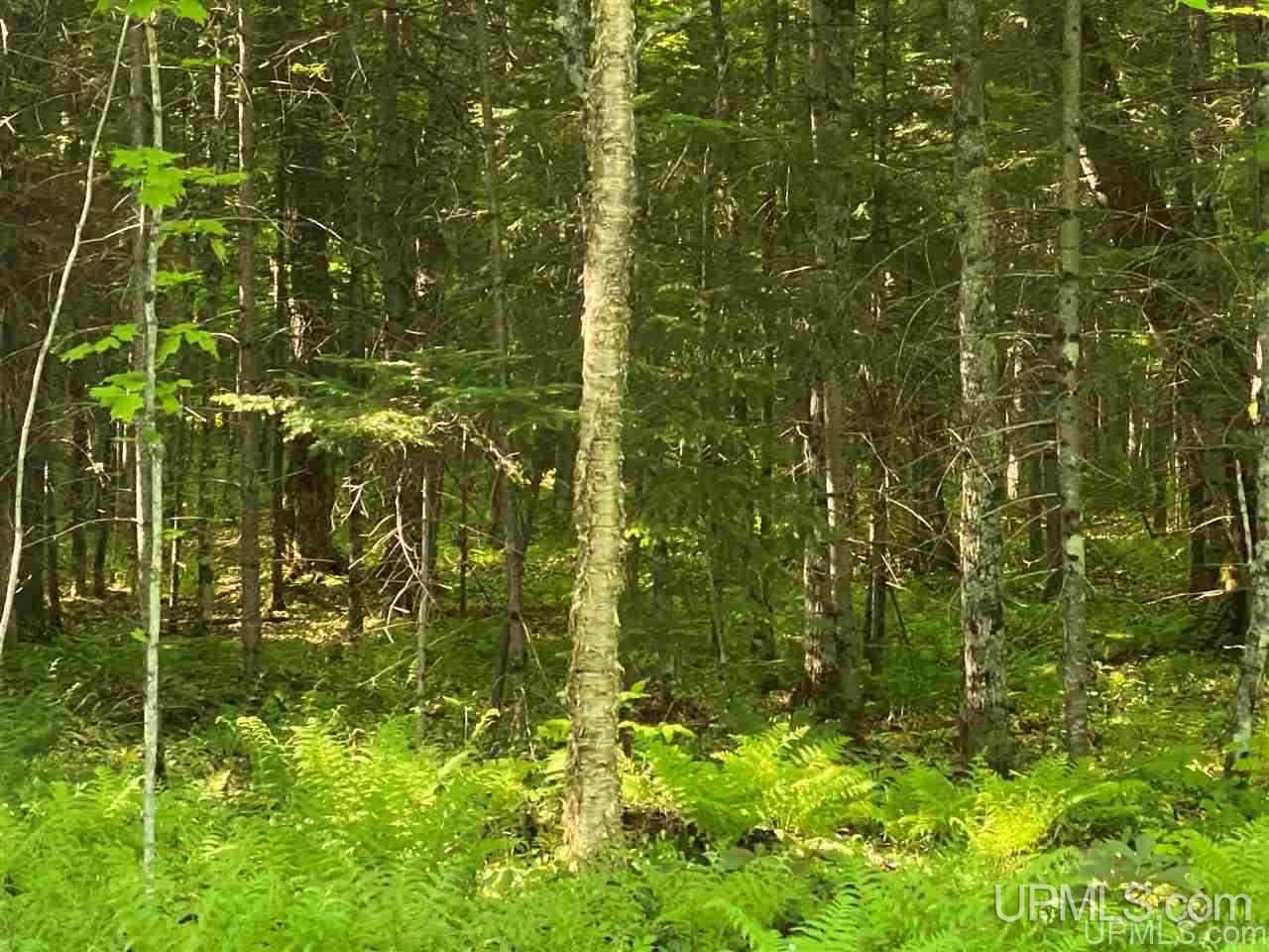 Tbd Smoky Lake Road, Unit 2 Iron River, MI 49935 - Photo 4 of 4